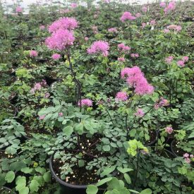 Thalictrum aqui. 'My Little Favourite-Borkóró