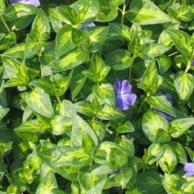 Vinca major 'Maculata'-Tarka nagy meténg