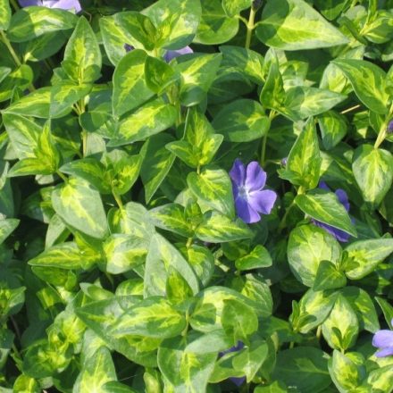 Vinca major 'Maculata'-Tarka nagy meténg