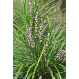 Liriope muscari 'Big Blue'-Gyöngyikés gyepliliom