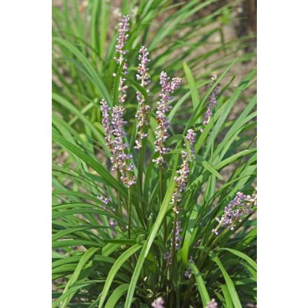 Liriope muscari 'Big Blue'-Gyöngyikés gyepliliom