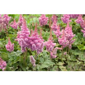 Astilbe× arendsii 'Catlaya'-Rózsaszín tollbuga