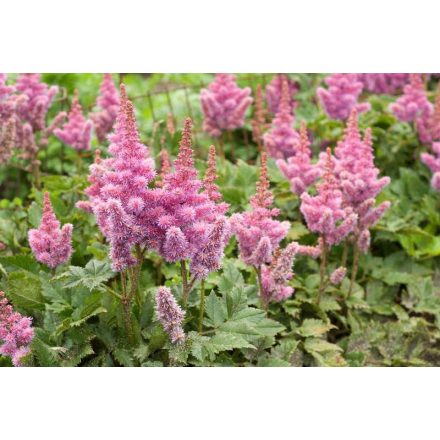 Astilbe× arendsii 'Catlaya'-Rózsaszín tollbuga