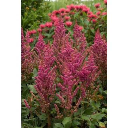 Astilbe rubra 'Vision in red'-Mélyvörös tollbuga