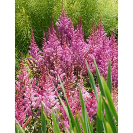 Astilbe rubra 'Maggie Daley'-Alacsony kerti tollbuga
