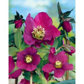 Helleborus orientalis 'Red lady'-Hunyor mix