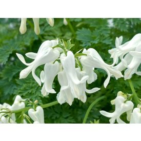 Dicentra 'Amore titanium'-Szívvirág