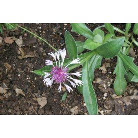 Centaurea montana 'Amethyst in Snow'-Hegyi imola