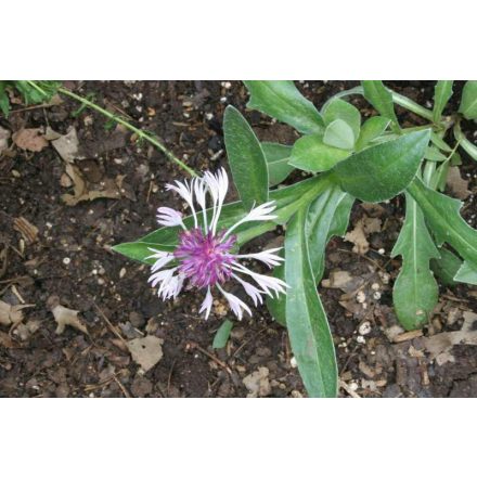 Centaurea montana 'Amethyst in Snow'-Hegyi imola