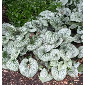   Brunnera macrophylla 'Sea Heart'-Kaukázusi nefelejcs