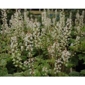 Tiarella 'Eco'-Turbántok