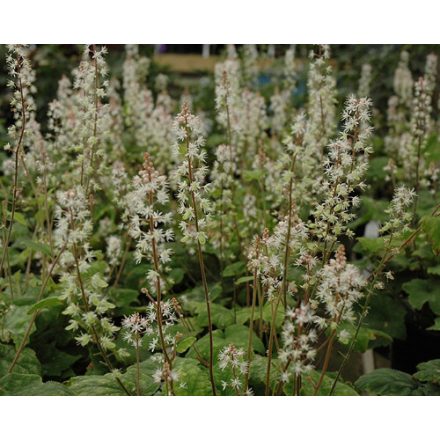 Tiarella 'Eco'-Turbántok