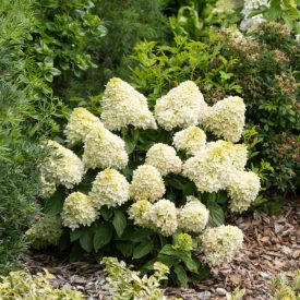   Hydrangea paniculata 'little fresco'-Bugás hortenzia