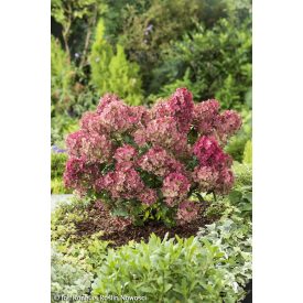   Hydrangea paniculata 'Petite star'-Bugás hortenzia