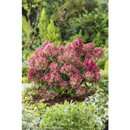 Hydrangea paniculata 'Petite star'-Bugás hortenzia