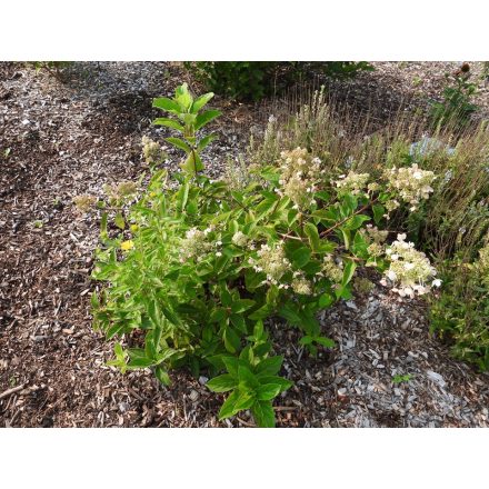 Hydrangea paniculata'wims red'-Bugás hortenzia