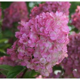 Hydrangea paniculata'Pixio'-Bugás hortenzia