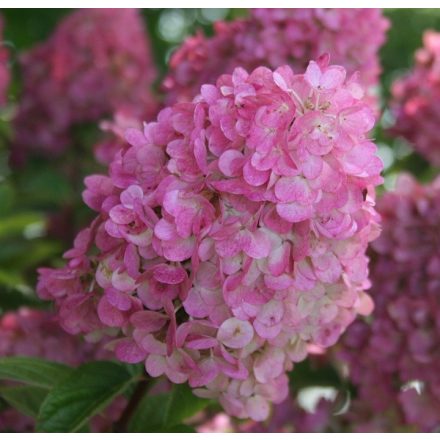 Hydrangea paniculata'Pixio'-Bugás hortenzia