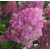 Hydrangea paniculata'Pixio'-Bugás hortenzia