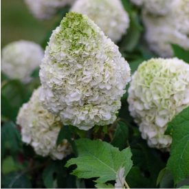  Hydrangea quercifolia 'Tara'-Tara tölgylevelű hortenzia