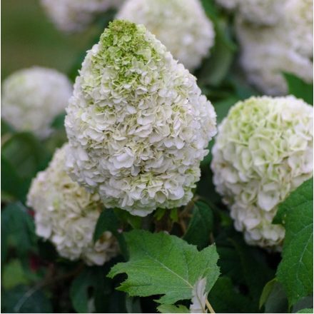 Hydrangea quercifolia 'Tara'-Tara tölgylevelű hortenzia