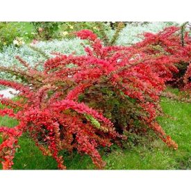   Berberis thunbergii 'orange carpet'-Japán vérborbolya