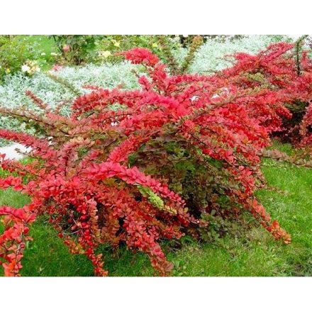 Berberis thunbergii 'orange carpet'-Japán vérborbolya