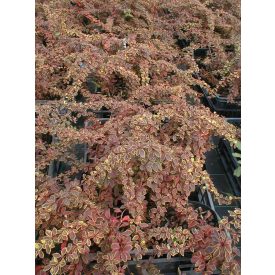 Berberis thunbergii 'Coronita'-Japán Borbolya