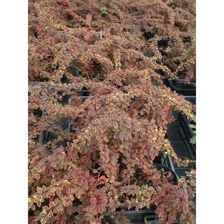 Berberis thunbergii 'Coronita'-Japán Borbolya