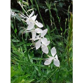 Gaura Lind. 'whirling butterfly' b.s.-Díszgyertya