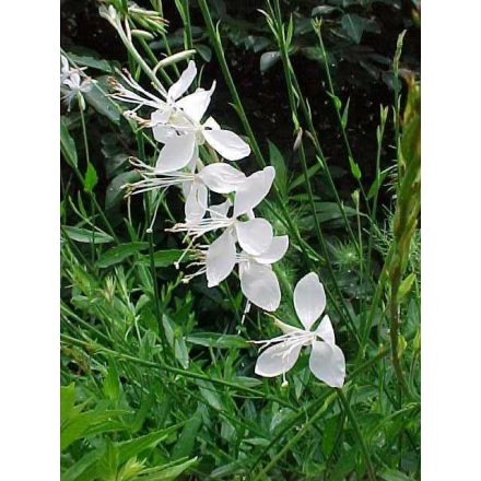 Gaura Lind. 'whirling butterfly' b.s.-Díszgyertya