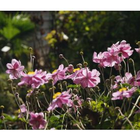 Anemone x hybrida 'Serenade'-Szellőrózsa