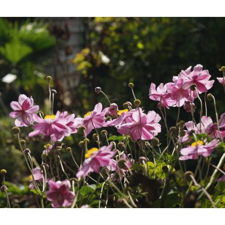 Anemone x hybrida 'Serenade'-Szellőrózsa