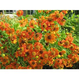 Helenium 'Moerheim Beauty'-Őszi Napfényvirág