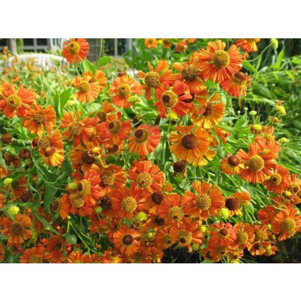 Helenium 'Moerheim Beauty'-Őszi Napfényvirág