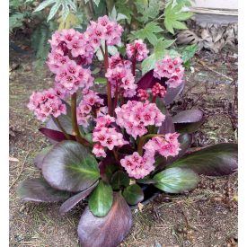 Bergenia 'Vintage Blush'-Bőrlevél