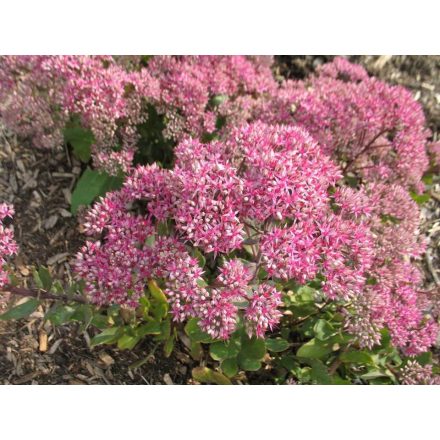 Sedum telephium 'Mr. Goodbud'-Kárpáti varjúháj