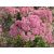 Sedum telephium 'Mr. Goodbud'-Kárpáti varjúháj