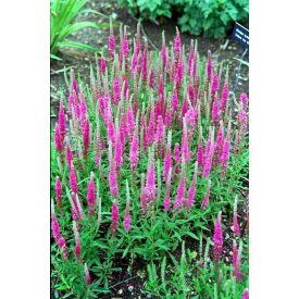 Veronica spicata 'Rotfuchs'-Macskafarkú veronika