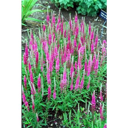 Veronica spicata 'Rotfuchs'-Macskafarkú veronika
