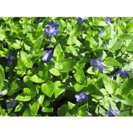 Vinca major 'Variegata'-Tarka nagy meténg