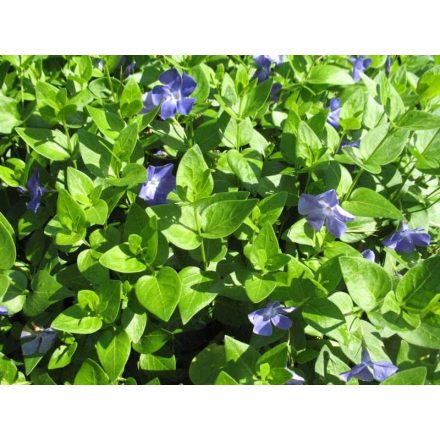 Vinca major 'Variegata'-Tarka nagy meténg