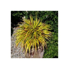 Hakonechloa macra 'Mulled wine'-Szálkafű