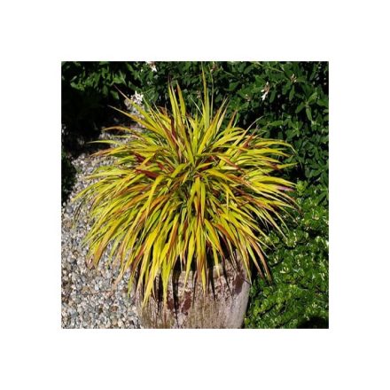 Hakonechloa macra 'Mulled wine'-Szálkafű