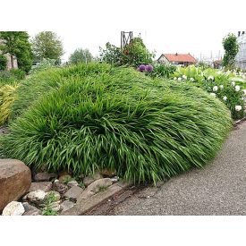 Hakonechloa macra 'Greenhills'-Szálkafű