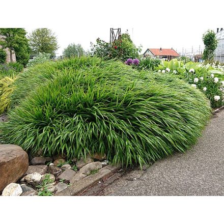 Hakonechloa macra 'Greenhills'-Szálkafű
