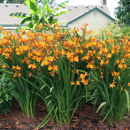 Crocosmia Nova 'Gold dust'-Sáfrányfű