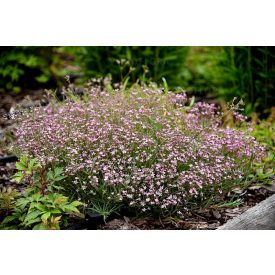 Gypsophila repens 'Knuddel'-Évelő fátyolvirág