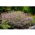 Gypsophila repens 'Knuddel'-Évelő fátyolvirág
