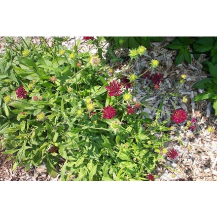 Knautia macedonica 'Mars Midget'-Macedón varfű